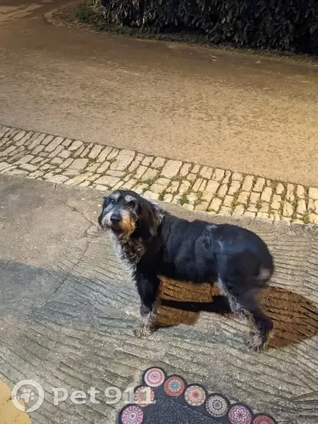 Chien perdu à Chariez - Aidez-le! - photo