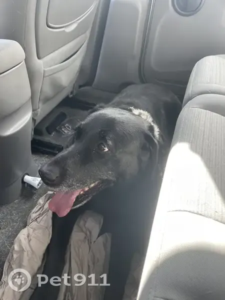Labrador croisé trouvé au Chatellier - photo