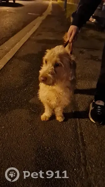 Chien crème perdu, La Frette - photo