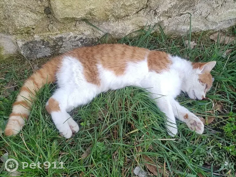 Chat roux et blanc percuté D27 - photo