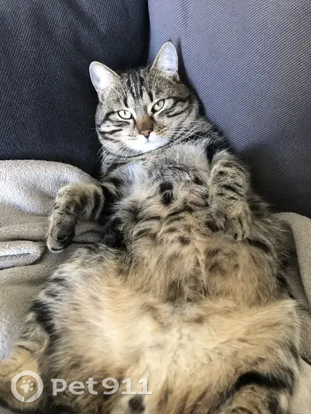Chat Tanguy tigré perdu à Montharville - photo