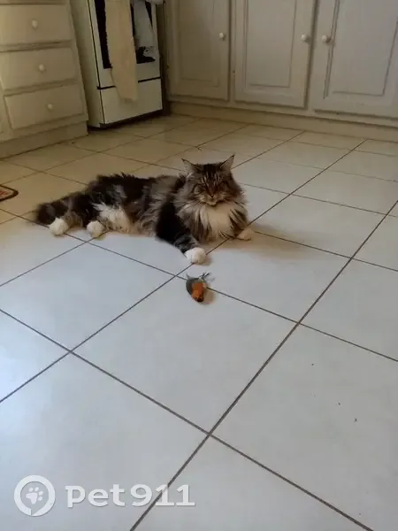 Chat Maine Coon perdu, Fressines - photo