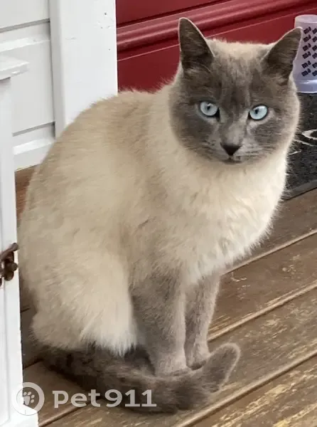 Chat sociable trouvé à Tarare - photo