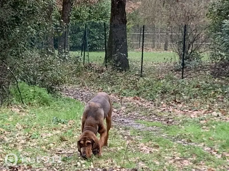 Chien de chasse perdu à Vigoulet - photo