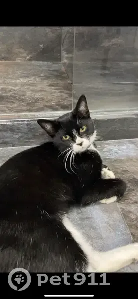 Chat noir et blanc perdu à Ézy - photo