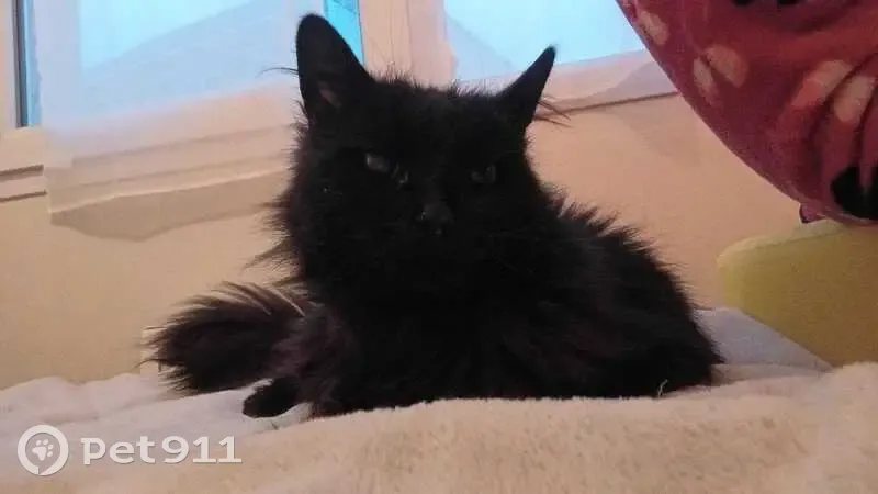 Chat noir/marron épileptique perdu - photo