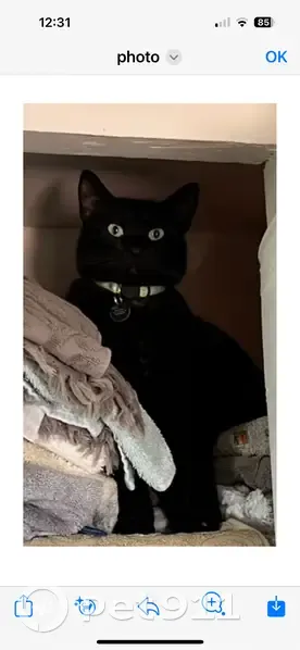 Chat noir perdu à Marseille - photo