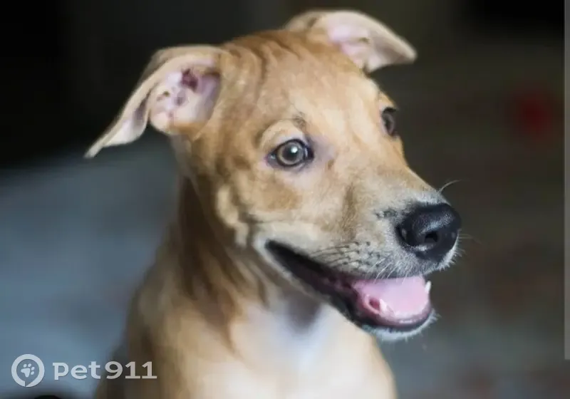 Chiot perdu à Saint-Denis - photo