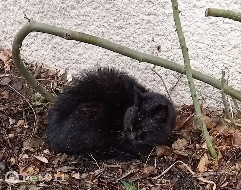Chat noir 18 ans trouvé à Saint-Didier - photo