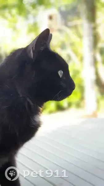 Chatte noire perdue à Frossay - photo
