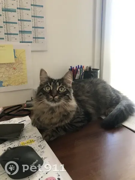 Chat Twix européen perdu à Plouider - photo