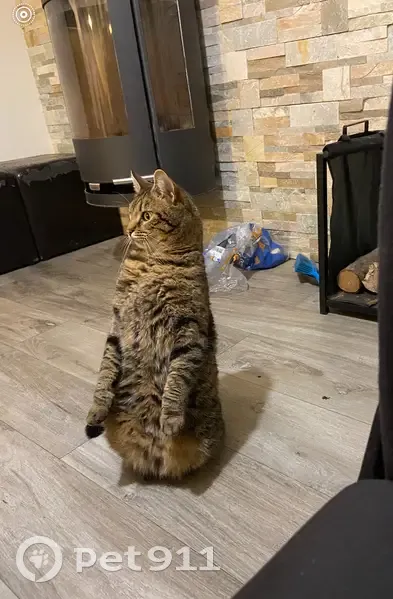 Salto, chat docile disparu - photo