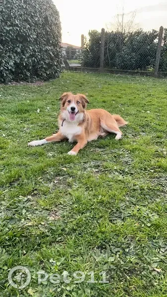 Alerte: Tesla, Border Collie perdue - photo