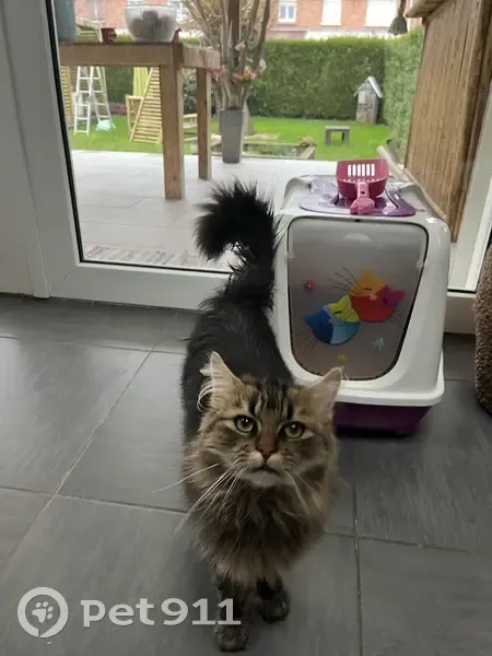 Chat tigré perdu à Dunkerque - photo