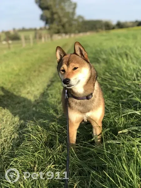 Shiba Inu fauve perdu à Létricourt - photo