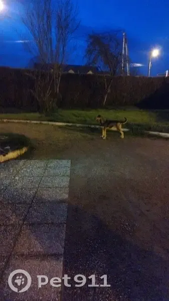 Chien marron perdu à Senneçay - photo