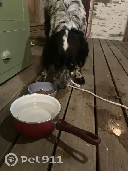 Chien perdu suivi sur 4km - photo