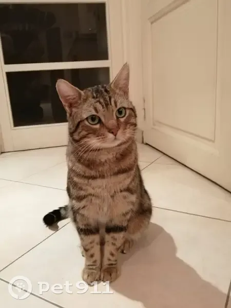 Chat tigré jeune trouvé à Modène - photo