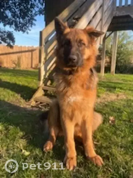 Recherche Urgente: Chien URKOS - photo