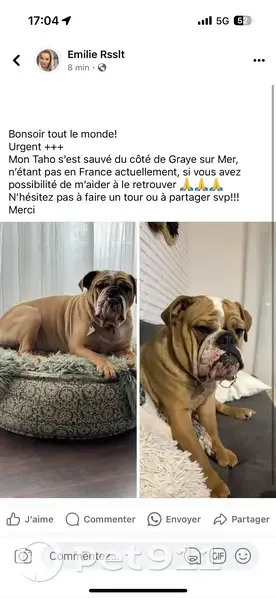 Bouledogue perdu à Graye - photo