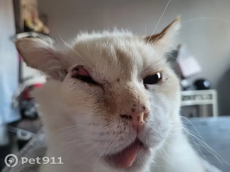 Chat beige blessé à l'œil perdu - photo