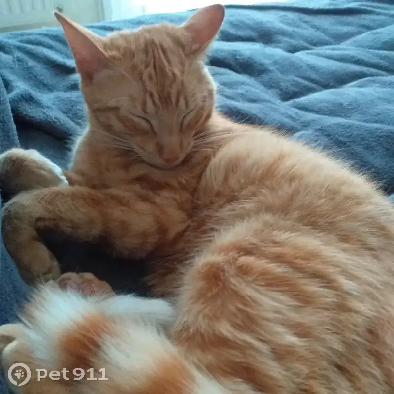 Chat roux perdu à Doué-en-Anjou - photo