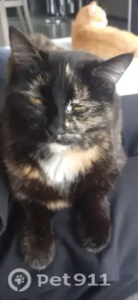 Chatte écaille perdue - Lisieux - photo