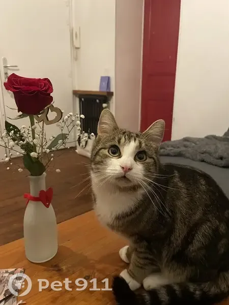Chat Uki perdu à Dijon, aidez-nous! - photo