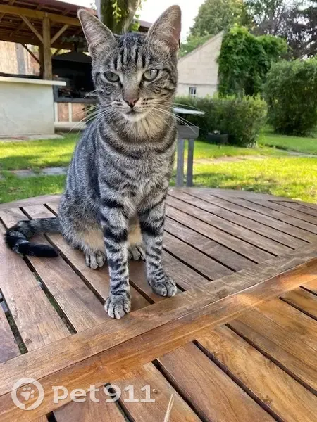 Chat disparu Garçon, Bagnolet (fl498516) - photo