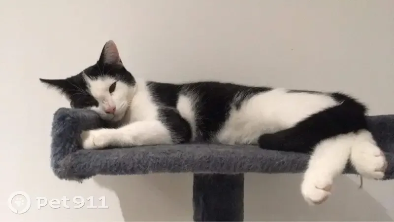 Chat noir et blanc perdu à Saint-Sébastien - photo