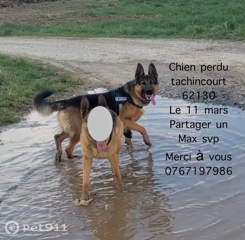 Berger Allemand Perdu à Herlin - photo