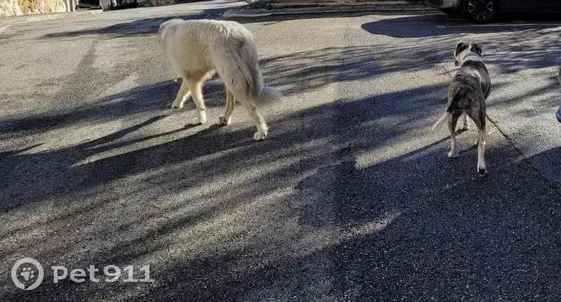 Chien Patou blanc perdu à Antibes - photo