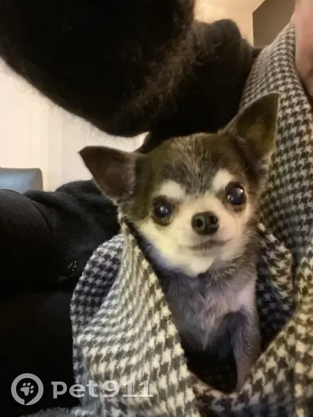 Chihuahua noir perdu à Argelès - photo