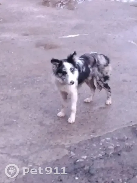 Chien craintif trouvé à Saint-Martin - photo