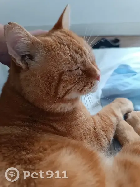Chat roux FIV+ trouvé en Bretagne - photo