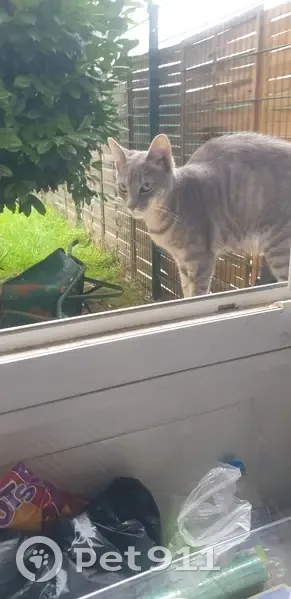 Chatte grise maigre trouvée à Cergy - photo