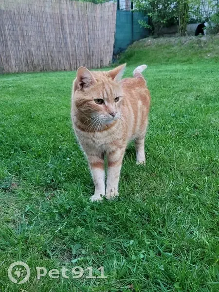 Chat roux tigré perdu à Bruyères - photo