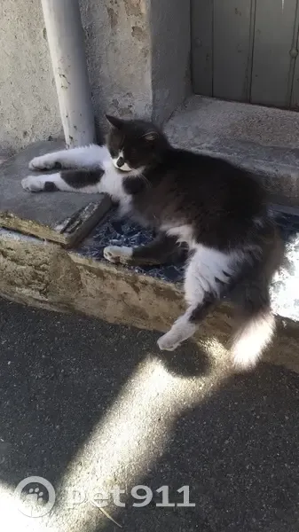 Chat gris-blanc perdu à Livron - photo