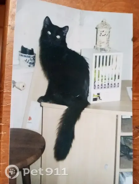 Chat perdu à Ambert - photo