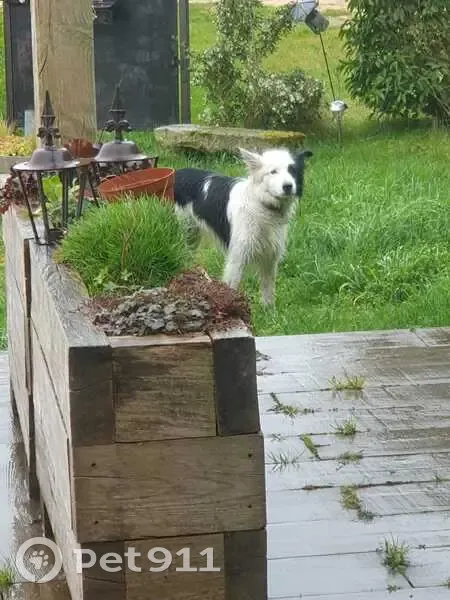 Chien perdu près des moutons - photo