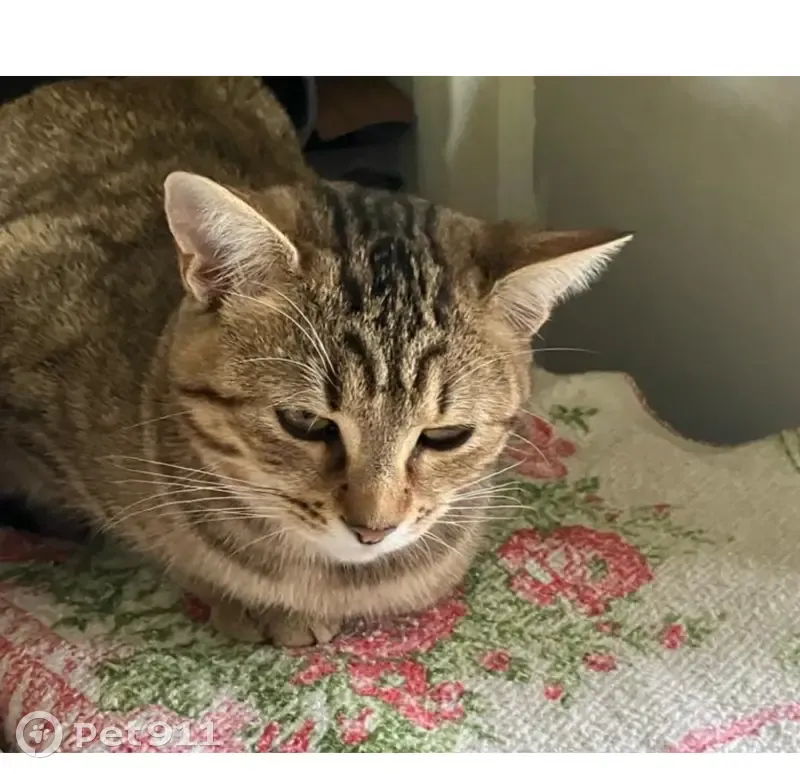 Chatte tigrée perdue - Le Bourg - photo