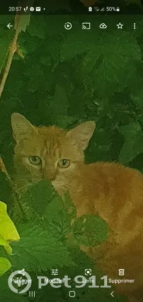 Chatte errante avec chatons aidés - photo