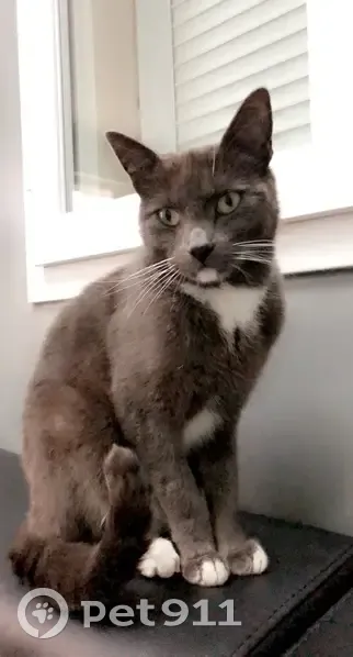 Chat Gris Perdu: Pucé & Castré - photo