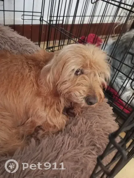 Chienne Fauve Bretagne Perdue - photo