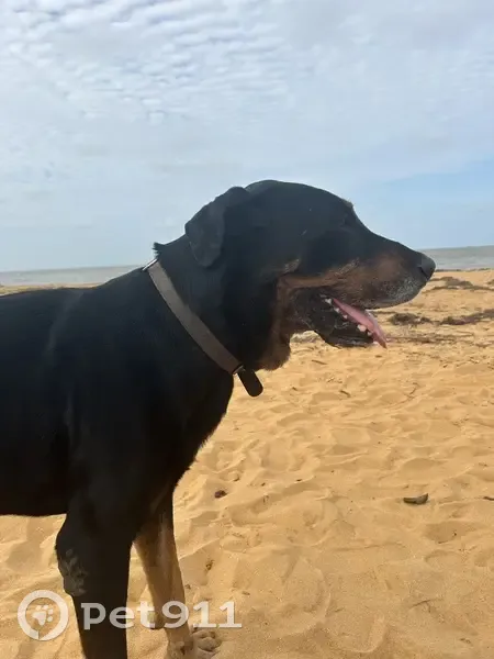 Chien noir et marron perdu à Remire - photo