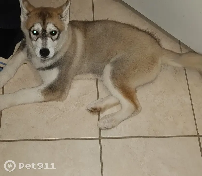 Chiot perdu à La Porcherie - photo