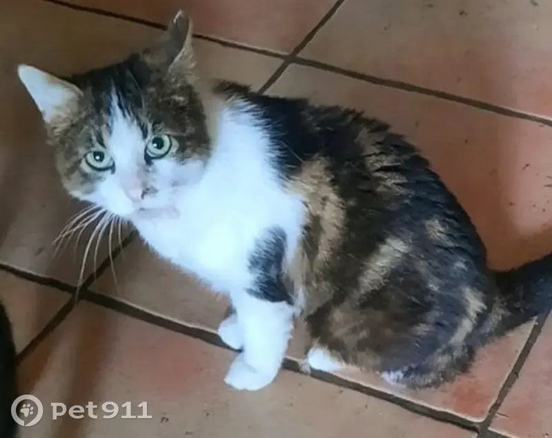 Chat tripatte perdu à Dechy - photo