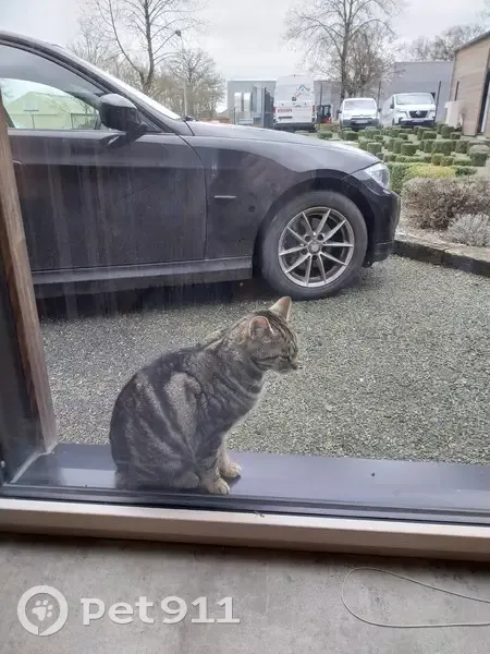 Chat câlin trouvé à Évron - photo
