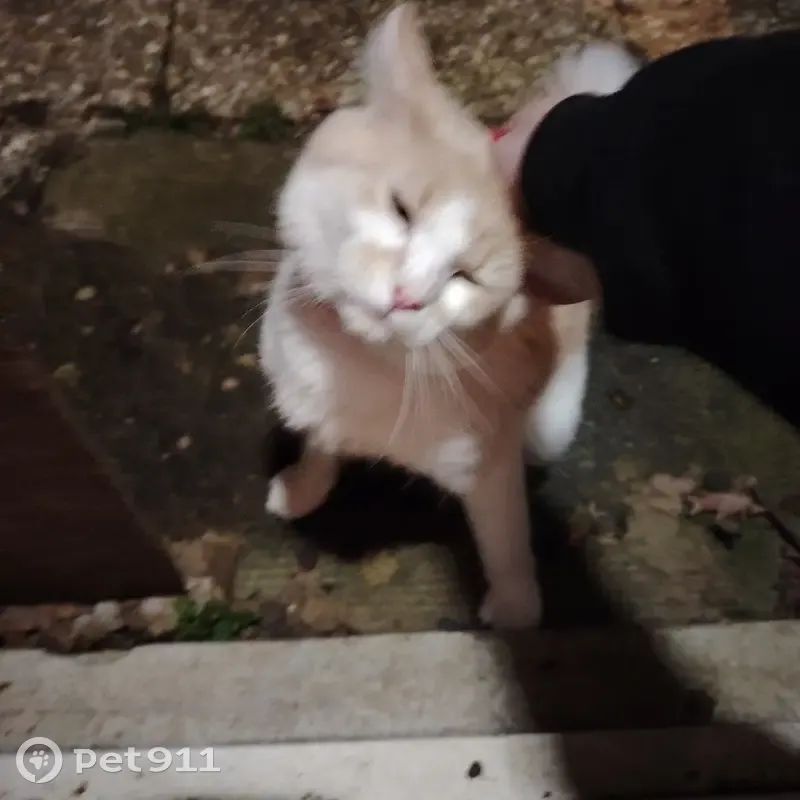 Chat sable/blanc perdu - Arnage - photo