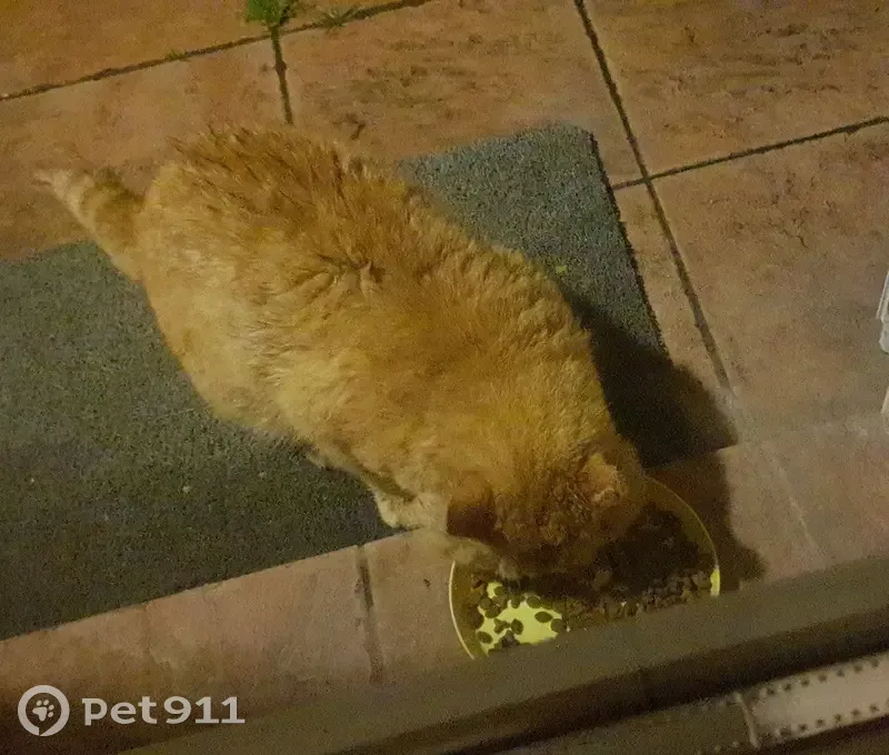 Chat roux blessé trouvé à Chaufour - photo